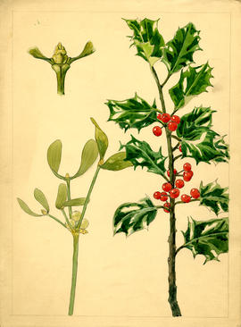 Study of holly and a young plant