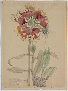 Gaillardia