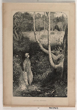 Book illustrations