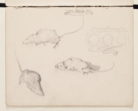 Sketchbook (Page 47)