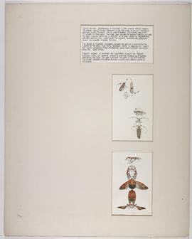 'Framework/Articulation' boards (Version 2)
