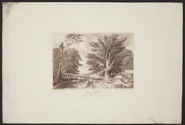 Wood Scene
