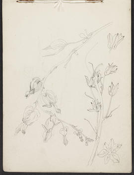 Mackintosh sketchbook (Page 15)