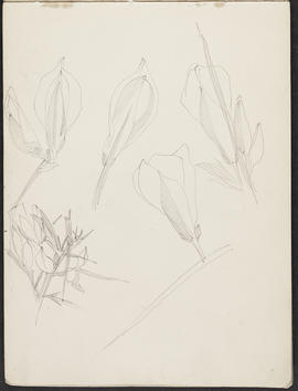 Mackintosh sketchbook (Page 11)