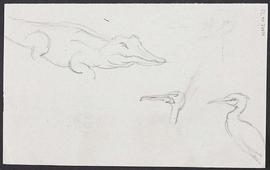 Elephant and crocodile - animal studies (Version 2)