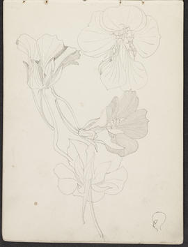 Mackintosh sketchbook (Page 21)