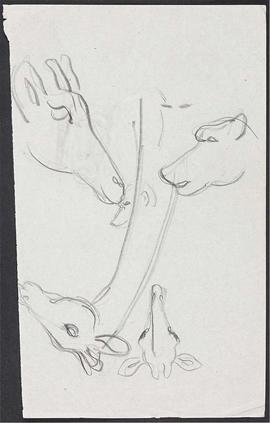 Giraffe - animal studies (Version 1)