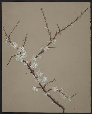 Open original Digitised item