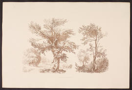 Beech and Ash trees