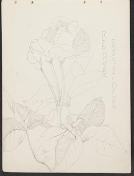 Mackintosh sketchbook (Page 25)