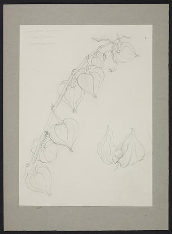 Open original Digitised item