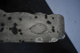 Plaster cast of large leaf (Version 3)