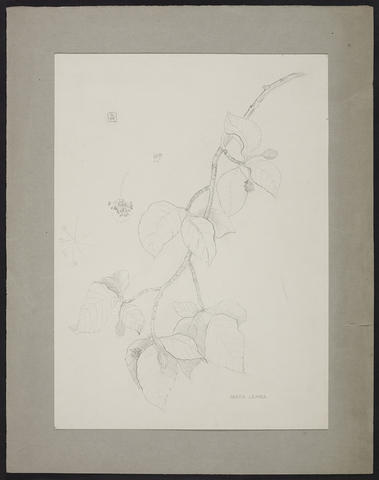 Open original Digitised item
