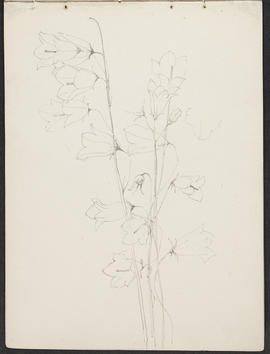 Mackintosh sketchbook (Page 27)