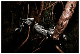 Pine Sprite 1
