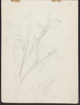 Mackintosh sketchbook (Page 13)