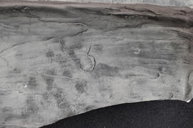 Plaster cast of cornice fragment decorated with egg and dart (Version 4)
