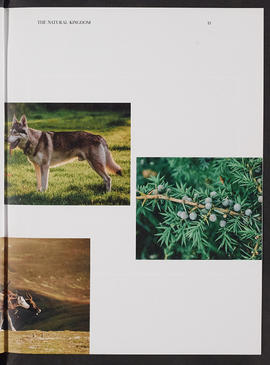 Arctic Alba; The Taxonomy of the North (Page 13)