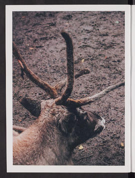 Arctic Alba; Thesis (Page 22)