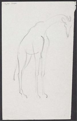 Giraffe - animal studies (Version 2)