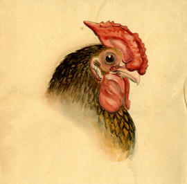 Drawing of a chicken